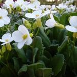 Arabis caucasica 'Bakkely' - Arabis caucasica 'Bakkely'