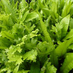 Asplenium  scolopendrium 'Cristatum' - Asplenium  scolopendrium 'Cristatum'