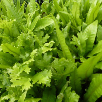 Asplenium  scolopendrium 'Cristatum'