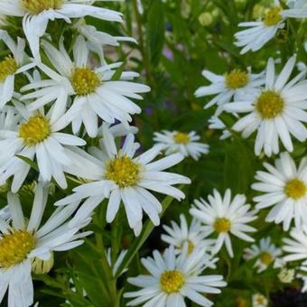 Aster novi-belgii 'Schneeberg'