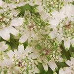 Astrantia major 'Star Of Billion'