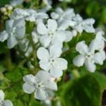 Brunnera macrophylla 'Marley's White' - 