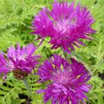 Centaurea dealbata 'Steenbergii' - Centaurea dealbata 'Steenbergii'