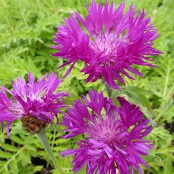 Centaurea dealbata 'Steenbergii'