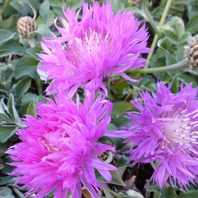 Centaurea hypoleuca 'John Coutts' - Centaurea hypoleuca 'John Coutts'