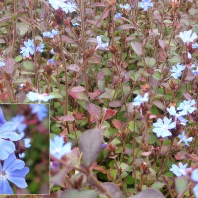 Ceratostigma griffithii - 