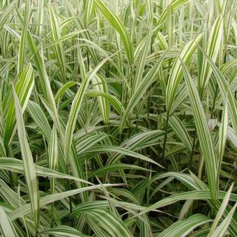 Chasmanthium latifolium 'River Mist'