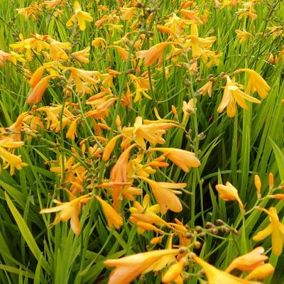 Crocosmia x crocosmiiflora 'George Davidson' - 