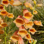 Digitalis 'Goldcrest'