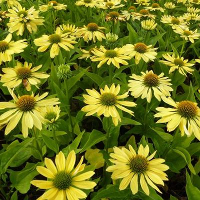 Echinacea purpurea 'Chiquita' - 