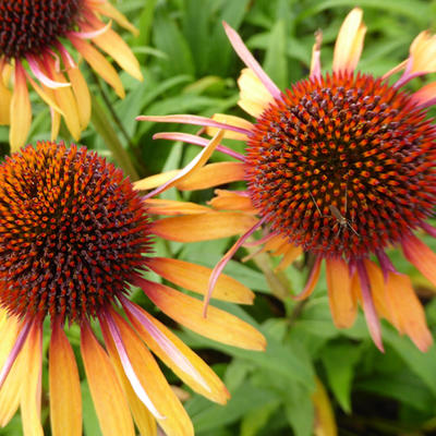 Echinacea purpurea 'Funky Yellow' - Echinacea purpurea 'Funky Yellow'