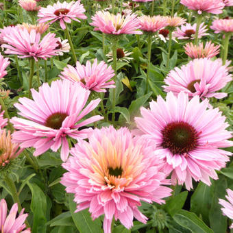 Echinacea SUNSEEKERS 'Salmon'