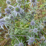 Eryngium x  tripartitum - Eryngium x tripartitum