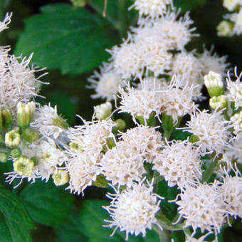 Eupatorium x rugosum 'Lucky Melody'