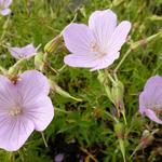 Geranium clarkei 'Kashmir Pink'