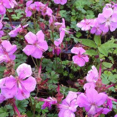 Geranium dalmaticum 'Bressingham Pink' - 