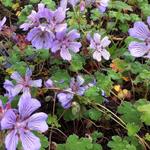 Geranium renardii 'Tcschelda' - Geranium renardii 'Tcschelda'