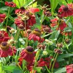 Helenium 'Red Jewel' - 