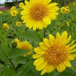 Helianthus decapetalus 'Capenoch Star' - 