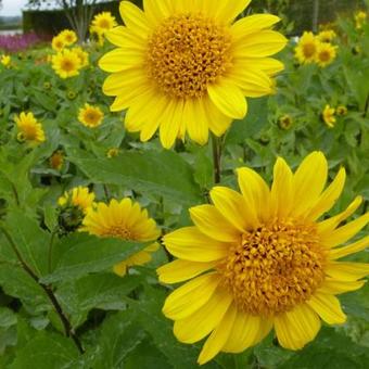 Helianthus decapetalus 'Capenoch Star'