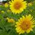 Helianthus decapetalus 'Capenoch Star'