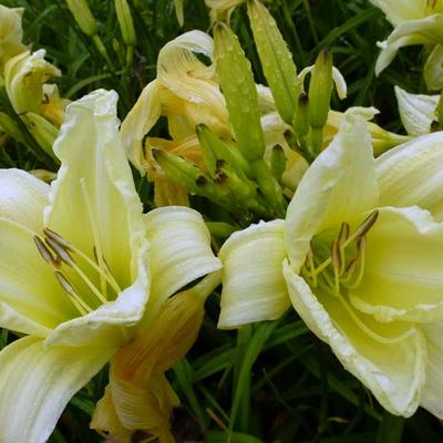 Hemerocallis 'Ice Carnival' - 