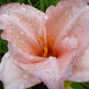 Hemerocallis 'On and On'