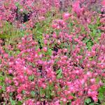 Heuchera x brizoides 'Pluie de Feu' - Heuchera x brizoides 'Pluie de Feu'