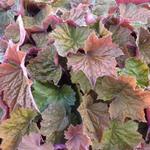 Heuchera 'Brownies' - 