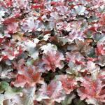 Heuchera 'Cappuccino' - 