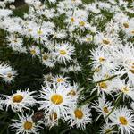 Leucanthemum x superbum 'Shapcott Gossamer' - 