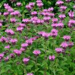 Monarda 'Comanche' - 