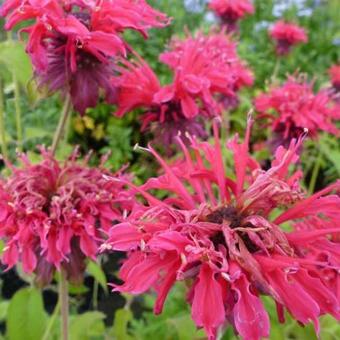 Monarda 'Gewitterwolke'