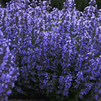 Nepeta 'Cat's Pajamas'