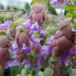 Origanum 'Amethyst Falls' - 