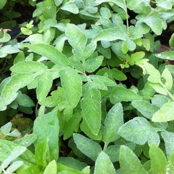 Osmunda japonica