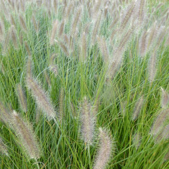 Pennisetum alopecuroides 'Lady U'