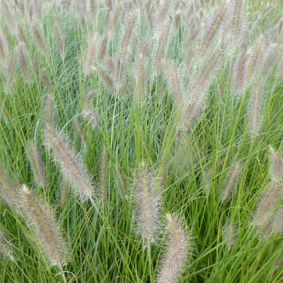 Pennisetum alopecuroides 'Lady U' - 