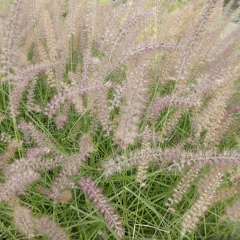 Pennisetum orientale 'Flamingo'