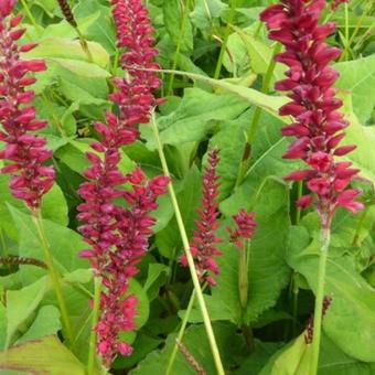 Persicaria amplexicaulis 'Red Baron'