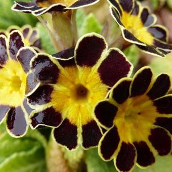 Primula elatior 'Gold Lace'