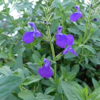 Salvia microphylla 'Blue Monrovia'