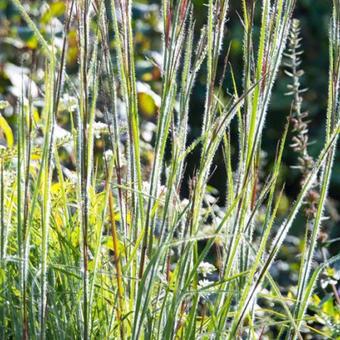 Schizachyrium scoparium 'Ha Ha Tonka'