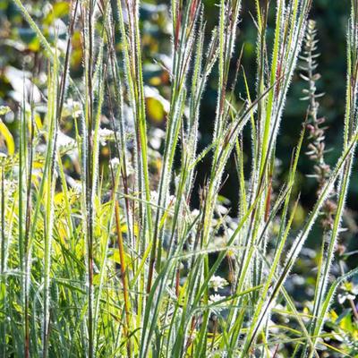 Schizachyrium scoparium 'Ha Ha Tonka' - Schizachyrium scoparium 'Ha Ha Tonka'