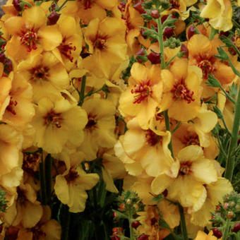 Verbascum 'Honey Dijon'