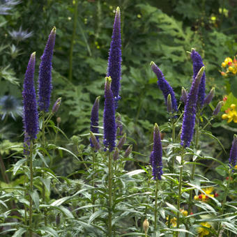 Veronica 'FIRST Glory'