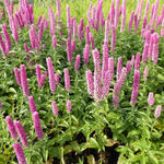 Veronica longifolia 'FIRST Kiss' - 