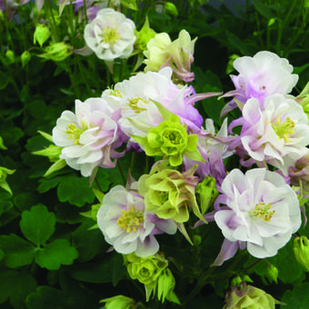 Aquilegia Vulgaris WINKY 'Double Rose-White'