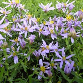 Aster sedifolius 'Nanus'