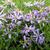 Aster sedifolius 'Nanus'